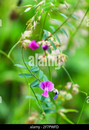 Violette Blüten von Vicia sativa, bekannt als gewöhnlicher Vetch, Gartenvetch, Tare oder einfach Vetch, England, Großbritannien Stockfoto