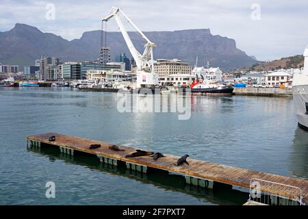 Braune Pelzrobben (Arctocephalus pusillus), auch bekannt als Kappelzrobbe, südafrikanische Pelzrobbe und australische Pelzrobbe, an der V&A Waterfront, Südafrika. Stockfoto