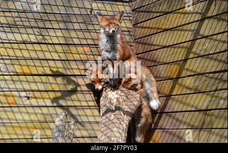 Süße flauschige Füchse in einem Käfig im Zoo. Stockfoto