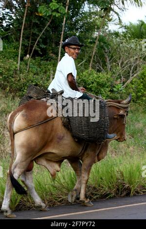 Camamu, bahia / brasilien - 10. januar 2012: Der Mensch nutzt Ochsen als Reittier und transportiert Fracht auf der Autobahn BA 001 in der Stadt Camamu. *** Lokales C Stockfoto