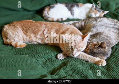 Die roten, grauen und weißen Katzen schlafen umarmt auf dem Bett über einer grünen Decke. Haustier. Schöne lustige Kätzchen Stockfoto