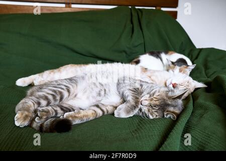 Die roten, grauen und weißen Katzen schlafen umarmt auf dem Bett über einer grünen Decke. Haustier. Schöne lustige Kätzchen Stockfoto