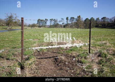 Landszene mit Schafwolle, die an Stacheldraht-Zäunen befestigt ist Trennung von Feldern in Ackerland Stockfoto