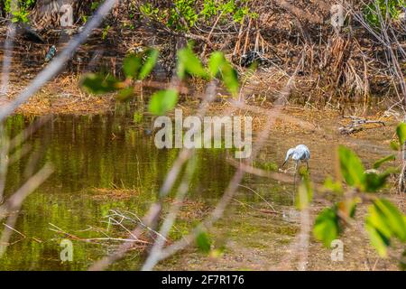 Vogelbeobachtung am Teich oder Fluss in Playa del Carmen Mexiko. Stockfoto