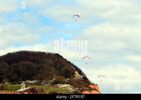 Sidmouth, Großbritannien. April 2021. UK Wetter, an einem milden und trockenen Nachmittag in Sidmouth in Devon, werden Paraglider am Himmel über Salcombe Hill gesehen. Bildquelle: Robert Timoney/Alamy Live News Stockfoto