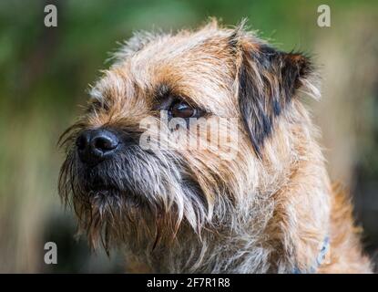 Kopfbild von Border Terrier schließen Stockfoto