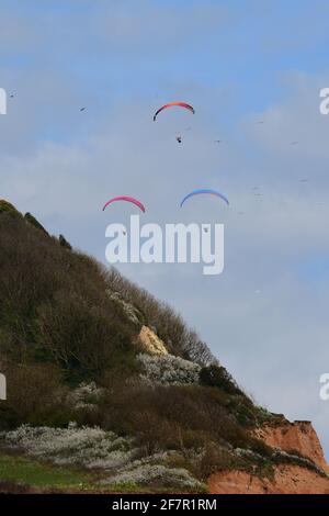 Sidmouth, Großbritannien. April 2021. UK Wetter, an einem milden und trockenen Nachmittag in Sidmouth in Devon, werden Paraglider am Himmel über Salcombe Hill gesehen. Bildquelle: Robert Timoney/Alamy Live News Stockfoto