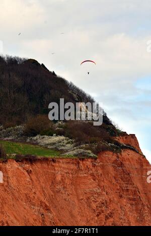 Sidmouth, Großbritannien. April 2021. UK Wetter, an einem milden und trockenen Nachmittag in Sidmouth in Devon, werden Paraglider am Himmel über Salcombe Hill gesehen. Bildquelle: Robert Timoney/Alamy Live News Stockfoto