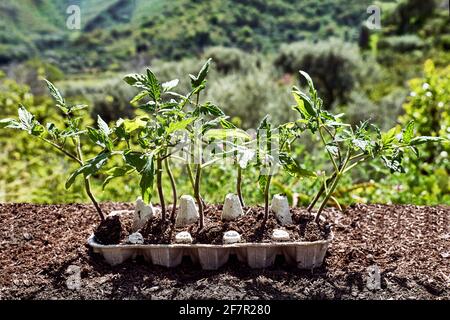 Setzlinge von Tomaten in wiederverwendeter Eierbox im Garten. Babypflanzen säen. Pflanzen im Frühjahr. Gartenbau und Coltivation, Frühjahrsgärtnerei Stockfoto