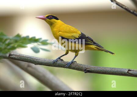 Die wunderschöne, schwarz-napierte Oriole thront auf einem Ast Stockfoto