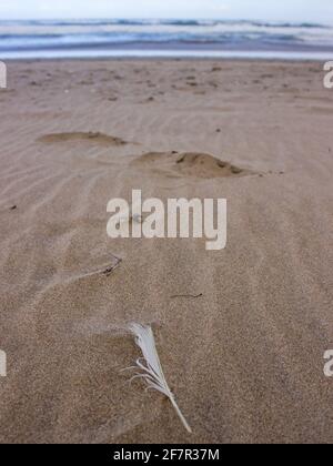 Nahaufnahme einer Möwenfeder im windgewehnten Sand des Strandes in der Stadt Wilderness an der Südküste Südafrikas Stockfoto