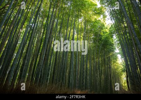 Ein Bambuswald in Kyoto, Japan, wird an einem sonnigen Sommertag gesehen. Stockfoto