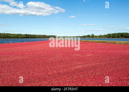 Im Herbst wird auf einer Farm im Süden von New Jersey ein Moor mit schönen, bunten roten Beeren gesehen, während die frischen Bio-Früchte geerntet werden. Stockfoto