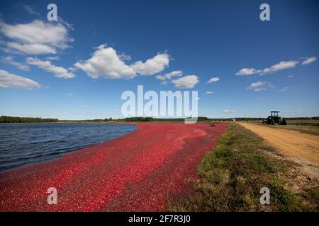 Im Herbst wird auf einer Farm im Süden von New Jersey ein Moor mit schönen, bunten roten Beeren gesehen, während die frischen Bio-Früchte geerntet werden. Stockfoto