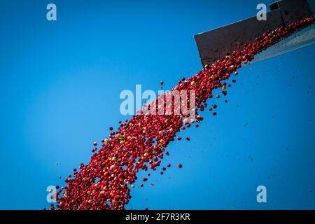 Im Herbst wird auf einer Farm im Süden von New Jersey ein Moor mit schönen, bunten roten Beeren gesehen, während die frischen Bio-Früchte geerntet werden. Stockfoto