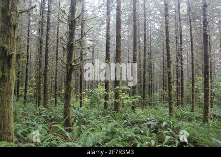 Alte Wachstumsbäume und Farne werden im Olympic State Forest in der Nähe von Olympia im Südwesten von Washington an einem nebligen nordwestlichen Tag gesehen. Stockfoto