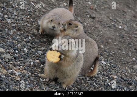 Zwei Präriehunde beobachten, wie ein dritter in der Stadt Roberts Prairie Dog im ländlichen South Dakota, Badlands, im Zentrum der Vereinigten Staaten, einen Cracker isst. Stockfoto