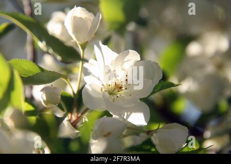 An einem sonnigen Apriltag wird eine weiße Blume im frühen Frühjahr auf einem grünen Baum blühen sehen. Stockfoto