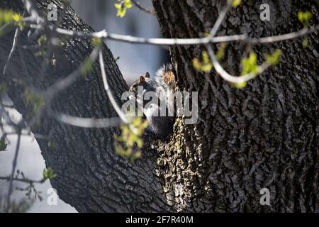 Eichhörnchen in einem Baum versteckt essen Stockfoto