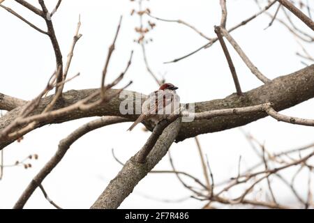 Ein erwachsener, männlicher Haussperling, der auf einem Baum thront Ast mit seinen Federn pustete sich gegen einen weißen Himmel Stockfoto