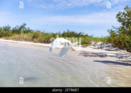 Vögel fliegen neben einem Strand mit blauem Himmel Sommer Stockfoto