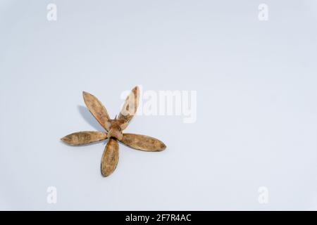 Eine Nahaufnahme eines getrockneten indischen Fliedersaatkorns, ein geöffneter getrockneter Samen sieht fast wie ein Artefakt aus. Azadirachta indica, allgemein bekannt als Neem, Nimtree oder Stockfoto