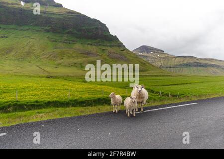 Drei flauschige Schafe am Straßenrand Ein bewölktes Wetter mit steilen Hügeln im Sommer Stockfoto