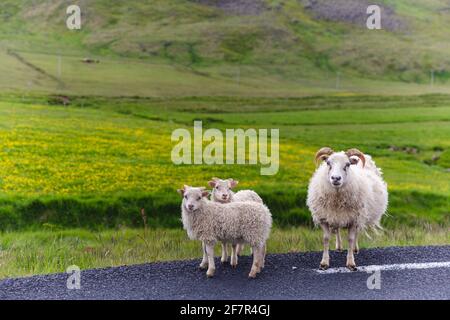 Nahaufnahme von drei flauschigen Schafen auf der Seite Der Straße an einem bewölkten Tag mit steilen Hügeln Im Sommer zurück Stockfoto