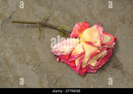 Eine verwelkte zweifarbige pulverige gelbe und korallenrosa Rose liegt Isoliert auf einem Steinpflaster, nachdem er achtlos gepflückt und In einem öffentlichen ro verworfen Stockfoto