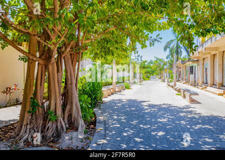 Großer, riesiger tropischer Baum in den natürlichen Fußgängerwegen von Playa del Carmen in Mexiko. Stockfoto