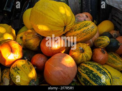 Herbsternte von Kürbis. Ernte im Dorf. Viele Kürbisse verschiedener Sorten. Stockfoto