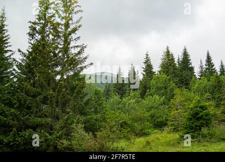 Sommertag in den Bergen. Wunderschöne Berglandschaft. Ukrainische Karpaten, den Berg Hoverla erklimmen Stockfoto