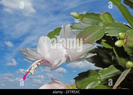 Blume des schlumbergera Truncata, weihnachtskaktus Stockfoto