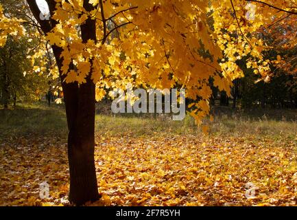 Schöner goldener Herbst, vergilbter Ahornbaum mit abgefallenen Blättern im Park Stockfoto