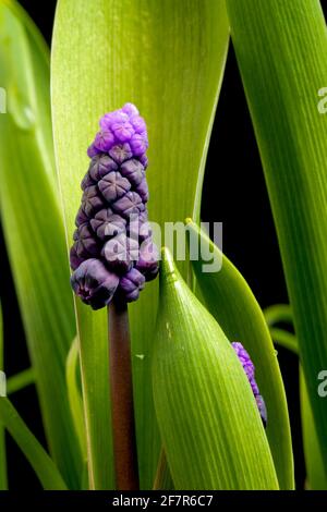 Zweifarbige Traubenhyazinthe, Muscari latifolium, aus der Türkei (in Anbau) Stockfoto