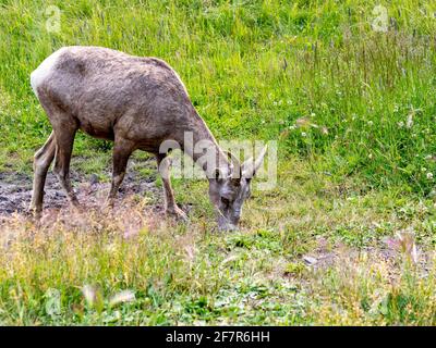 Erwachsene Bergschafe mit Hörnern, die im Sommer Gras fressen Stockfoto
