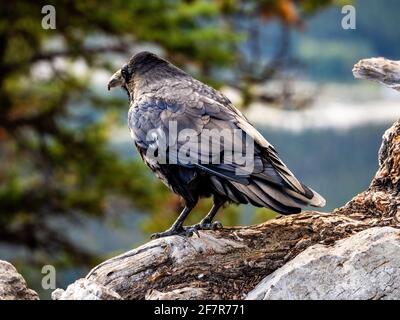 Schwarze Vogelrückansicht im Sommer mit Bäumen im Hintergrund am Rand Stockfoto