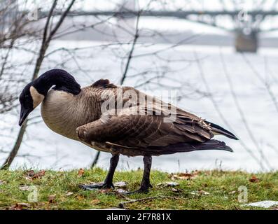 Vogelgehen auf dem Boden an einem bewölkten Tag Stockfoto