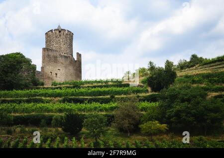 Sommeransicht der mittelalterlichen Burgruine zwischen den Reben des Weinbergs von Keysersberg, berühmtes Winzerdorf im Elsass, in der Nähe von Colmar (Frankreich) Stockfoto