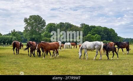 Eine Herde weidender Pferde auf der Weide Stockfoto