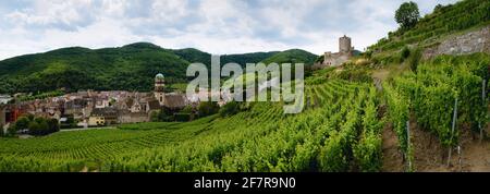 Sommer Blick zwischen den Reben des Weinbergs von Keysersberg, berühmtes Winzerdorf im Elsass, in der Nähe von Colmar (Frankreich) mit den Ruinen seiner mittelalterlichen Stockfoto