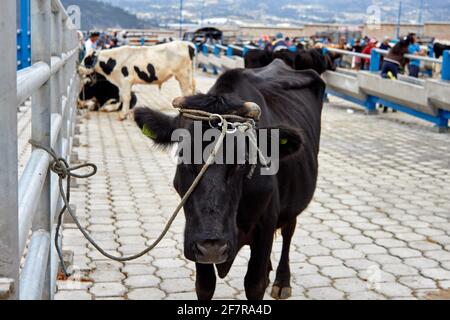 Kuh auf dem Tiermarkt in Otavalo (Ecuador) Stockfoto