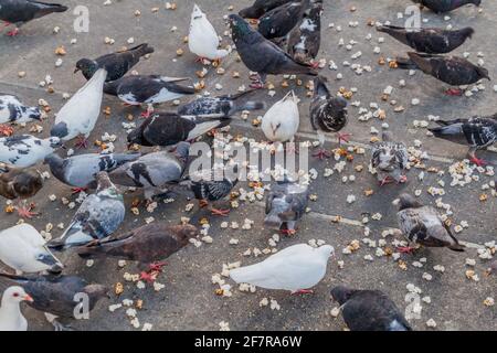 Tauben füttern Popcorn Stockfoto