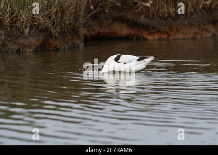 Avocet (Recurvirostra avosetta) Fütterung in tiefem Wasser Stockfoto