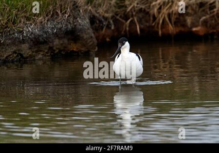 Avocet (Recurvirostra avosetta) waten in relativ tiefem Wasser Stockfoto