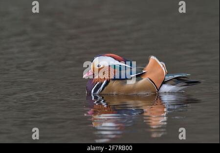 Eine männliche oder drake Mandarinente (Aix galericulata), eine in Großbritannien und anderswo in Europa eingeführte Zuchtart. Heimisch in Ostasien. Stockfoto