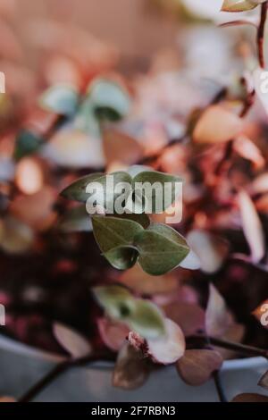 Vertikale Nahaufnahme von kleinen gemusterten Blättern Stockfoto