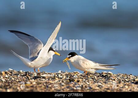 Kleine Seeschwalbe (Sternula albifrons / Sterna albifrons), Männchen, das dem Weibchen Sandaal/Sandaal-Fische anbietet, Teil der Balz-Ausstellung am Strand Stockfoto