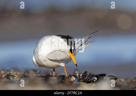 Kleine Seeschwalbe (Sternula albifrons / Sterna albifrons) Federn am Strand aufputzen Stockfoto