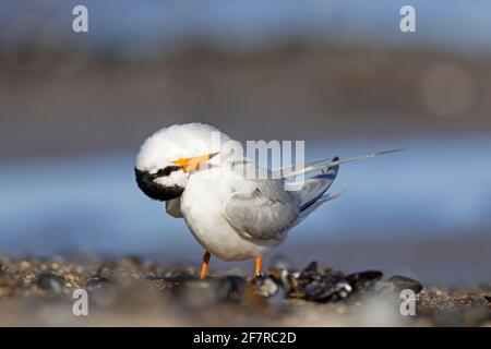 Kleine Seeschwalbe (Sternula albifrons / Sterna albifrons) Federn am Strand aufputzen Stockfoto